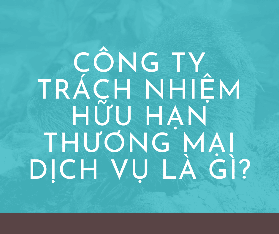Công ty trách nhiệm hữu hạn thương mại dịch vụ là gì?